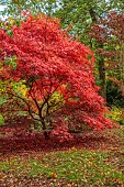 EVENLEY WOOD GARDEN, NORTHAMPTONSHIRE: OCTOBER, AUTUMN, FALL, RED LEAVES, FOLIAGE OF JAPANESE MAPLE, ACER PALMATUM SUMINAGASHI, TREES