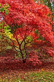 EVENLEY WOOD GARDEN, NORTHAMPTONSHIRE: OCTOBER, AUTUMN, FALL, RED LEAVES, FOLIAGE OF JAPANESE MAPLE, ACER PALMATUM SUMINAGASHI, TREES