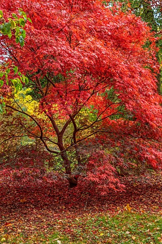 EVENLEY_WOOD_GARDEN_NORTHAMPTONSHIRE_OCTOBER_AUTUMN_FALL_RED_LEAVES_FOLIAGE_OF_JAPANESE_MAPLE_ACER_P