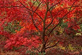 EVENLEY WOOD GARDEN, NORTHAMPTONSHIRE: OCTOBER, AUTUMN, FALL, RED LEAVES, FOLIAGE OF JAPANESE MAPLE, ACER PALMATUM SUMINAGASHI, TREES