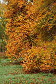 EVENLEY WOOD GARDEN, NORTHAMPTONSHIRE: OCTOBER, AUTUMN, FALL, ORANGE, YELLOW LEAVES, FOLIAGE OF TREES OF THE TULIP TREE, LIRIODENDRON TULIPIFERA, TREES