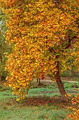 EVENLEY WOOD GARDEN, NORTHAMPTONSHIRE: OCTOBER, AUTUMN, FALL, ORANGE, YELLOW LEAVES, FOLIAGE OF TREES OF THE TULIP TREE, LIRIODENDRON TULIPIFERA, TREES