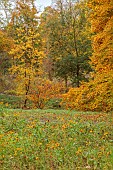 EVENLEY WOOD GARDEN, NORTHAMPTONSHIRE: OCTOBER, AUTUMN, FALL, TREES, MEADOW OF RUDBECKIA HIRTA MY JOY, TREES INCLUDING ACER CARPINIFOLIA