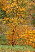 EVENLEY WOOD GARDEN, NORTHAMPTONSHIRE: OCTOBER, AUTUMN, FALL, TREES INCLUDING ACER CARPINIFOLIA