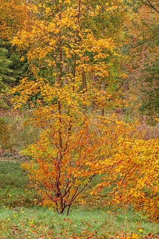 EVENLEY_WOOD_GARDEN_NORTHAMPTONSHIRE_OCTOBER_AUTUMN_FALL_TREES_INCLUDING_ACER_CARPINIFOLIA