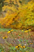 EVENLEY WOOD GARDEN, NORTHAMPTONSHIRE: OCTOBER, AUTUMN, FALL, TREES, MEADOW OF RUDBECKIA HIRTA MY JOY