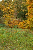 EVENLEY WOOD GARDEN, NORTHAMPTONSHIRE: OCTOBER, AUTUMN, FALL, TREES, MEADOW OF RUDBECKIA HIRTA MY JOY, TREES INCLUDING ACER CARPINIFOLIA