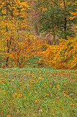 EVENLEY WOOD GARDEN, NORTHAMPTONSHIRE: OCTOBER, AUTUMN, FALL, TREES, MEADOW OF RUDBECKIA HIRTA MY JOY, TREES INCLUDING ACER CARPINIFOLIA
