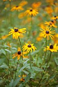 EVENLEY WOOD GARDEN, NORTHAMPTONSHIRE: OCTOBER, AUTUMN, FALL, YELLOW FLOWERS, BLOOMS OF RUDBECKIA HIRTA MY JOY IN THE MEADOW