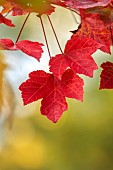 EVENLEY WOOD GARDEN, NORTHAMPTONSHIRE: OCTOBER, AUTUMN, FALL, RED LEAVES, FOLIAGE OF MAPLE, ACER RUBRUM RED SUNSET, TREES