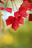 EVENLEY WOOD GARDEN, NORTHAMPTONSHIRE: OCTOBER, AUTUMN, FALL, RED LEAVES, FOLIAGE OF MAPLE, ACER RUBRUM RED SUNSET, TREES
