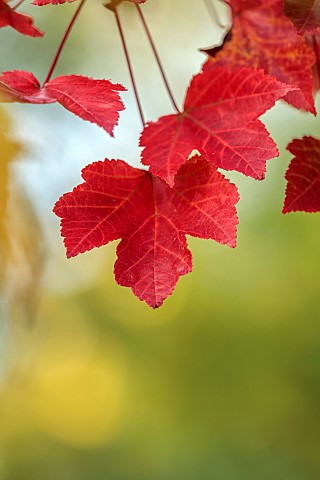 EVENLEY_WOOD_GARDEN_NORTHAMPTONSHIRE_OCTOBER_AUTUMN_FALL_RED_LEAVES_FOLIAGE_OF_MAPLE_ACER_RUBRUM_RED