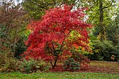EVENLEY WOOD GARDEN, NORTHAMPTONSHIRE: OCTOBER, AUTUMN, FALL, RED LEAVES, FOLIAGE OF MAPLE, ACER PALMATUM ATROPURPUREUM, TREES