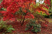 EVENLEY WOOD GARDEN, NORTHAMPTONSHIRE: OCTOBER, AUTUMN, FALL, RED LEAVES, FOLIAGE OF MAPLE, ACER PALMATUM ATROPURPUREUM, TREES