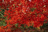 EVENLEY WOOD GARDEN, NORTHAMPTONSHIRE: OCTOBER, AUTUMN, FALL, RED LEAVES, FOLIAGE OF MAPLE, ACER PALMATUM ATROPURPUREUM, TREES