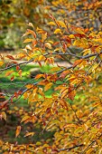 EVENLEY WOOD GARDEN, NORTHAMPTONSHIRE: OCTOBER, AUTUMN, FALL, ORANGE, BROWN LEAVES, FOLIAGE OF FAGUS SYLVATICA ASPLENIIFOLIA, TREES