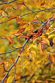 EVENLEY WOOD GARDEN, NORTHAMPTONSHIRE: OCTOBER, AUTUMN, FALL, ORANGE, BROWN LEAVES, FOLIAGE OF FAGUS SYLVATICA ASPLENIIFOLIA, TREES