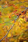 EVENLEY WOOD GARDEN, NORTHAMPTONSHIRE: OCTOBER, AUTUMN, FALL, ORANGE, BROWN LEAVES, FOLIAGE OF FAGUS SYLVATICA ASPLENIIFOLIA, TREES