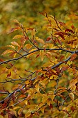 EVENLEY WOOD GARDEN, NORTHAMPTONSHIRE: OCTOBER, AUTUMN, FALL, ORANGE, BROWN LEAVES, FOLIAGE OF FAGUS SYLVATICA ASPLENIIFOLIA, TREES