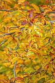 EVENLEY WOOD GARDEN, NORTHAMPTONSHIRE: OCTOBER, AUTUMN, FALL, ORANGE, BROWN LEAVES, FOLIAGE OF FAGUS SYLVATICA ASPLENIIFOLIA, TREES