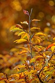 EVENLEY WOOD GARDEN, NORTHAMPTONSHIRE: OCTOBER, AUTUMN, FALL, ORANGE, BROWN LEAVES, FOLIAGE OF FAGUS SYLVATICA ASPLENIIFOLIA, TREES