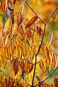 EVENLEY WOOD GARDEN, NORTHAMPTONSHIRE: OCTOBER, AUTUMN, BROWN, YELLOW, LEAVES, FOLIAGE OF MAPLE, ACER CARPINIFOLIA. TREES