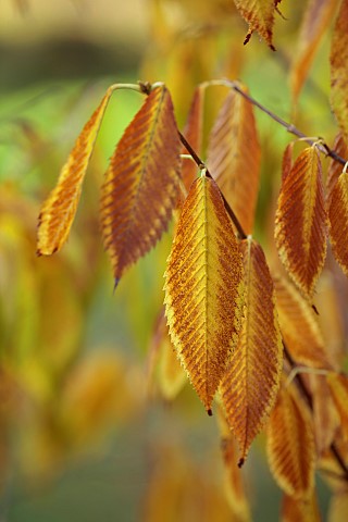 EVENLEY_WOOD_GARDEN_NORTHAMPTONSHIRE_OCTOBER_AUTUMN_BROWN_YELLOW_LEAVES_FOLIAGE_OF_MAPLE_ACER_CARPIN