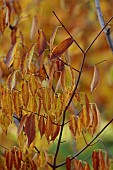 EVENLEY WOOD GARDEN, NORTHAMPTONSHIRE: OCTOBER, AUTUMN, BROWN, YELLOW, LEAVES, FOLIAGE OF MAPLE, ACER CARPINIFOLIA. TREES