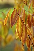 EVENLEY WOOD GARDEN, NORTHAMPTONSHIRE: OCTOBER, AUTUMN, BROWN, YELLOW, LEAVES, FOLIAGE OF MAPLE, ACER CARPINIFOLIA. TREES