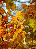 EVENLEY WOOD GARDEN, NORTHAMPTONSHIRE: OCTOBER, AUTUMN, BROWN, YELLOW, LEAVES, FOLIAGE OF LIRIODENDRON TULIPIFERA, DECIDUOUS, TREES, TULIP TREE