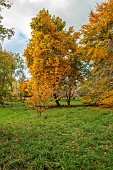 EVENLEY WOOD GARDEN, NORTHAMPTONSHIRE: OCTOBER, AUTUMN, LIRIODENDRON TULIPIFERA, FAGUS SYLVATICA ASPLENIIFOLIA, DECIDUOUS, TREES, TULIP TREE