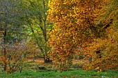 EVENLEY WOOD GARDEN, NORTHAMPTONSHIRE: OCTOBER, AUTUMN, FAGUS SYLVATICA ASPLENIIFOLIA, DECIDUOUS, TREES