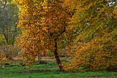 EVENLEY WOOD GARDEN, NORTHAMPTONSHIRE: OCTOBER, AUTUMN, LIRIODENDRON TULIPIFERA, FAGUS SYLVATICA ASPLENIIFOLIA, DECIDUOUS, TREES, TULIP TREE