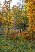 EVENLEY WOOD GARDEN, NORTHAMPTONSHIRE: OCTOBER, AUTUMN, FAGUS SYLVATICA ASPLENIIFOLIA, DECIDUOUS, TREES