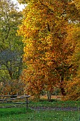 EVENLEY WOOD GARDEN, NORTHAMPTONSHIRE: OCTOBER, AUTUMN, LIRIODENDRON TULIPIFERA, FAGUS SYLVATICA ASPLENIIFOLIA, DECIDUOUS, TREES, TULIP TREE