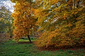 EVENLEY WOOD GARDEN, NORTHAMPTONSHIRE: OCTOBER, AUTUMN, LIRIODENDRON TULIPIFERA, FAGUS SYLVATICA ASPLENIIFOLIA, DECIDUOUS, TREES, TULIP TREE