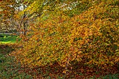 EVENLEY WOOD GARDEN, NORTHAMPTONSHIRE: OCTOBER, AUTUMN, LEAVES, FOLIAGE OF FAGUS SYLVATICA ASPLENIIFOLIA, DECIDUOUS, TREES