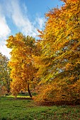 EVENLEY WOOD GARDEN, NORTHAMPTONSHIRE: OCTOBER, AUTUMN, LIRIODENDRON TULIPIFERA, FAGUS SYLVATICA ASPLENIIFOLIA, DECIDUOUS, TREES, TULIP TREE