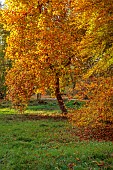 EVENLEY WOOD GARDEN, NORTHAMPTONSHIRE: OCTOBER, AUTUMN, LIRIODENDRON TULIPIFERA, FAGUS SYLVATICA ASPLENIIFOLIA, DECIDUOUS, TREES, TULIP TREE
