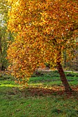 EVENLEY WOOD GARDEN, NORTHAMPTONSHIRE: OCTOBER, AUTUMN, LIRIODENDRON TULIPIFERA, DECIDUOUS, TREES, TULIP TREE