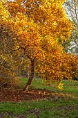 EVENLEY WOOD GARDEN, NORTHAMPTONSHIRE: OCTOBER, AUTUMN, LIRIODENDRON TULIPIFERA, DECIDUOUS, TREES, TULIP TREE