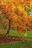 EVENLEY WOOD GARDEN, NORTHAMPTONSHIRE: OCTOBER, AUTUMN, LIRIODENDRON TULIPIFERA, DECIDUOUS, TREES, TULIP TREE