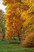 EVENLEY WOOD GARDEN, NORTHAMPTONSHIRE: OCTOBER, AUTUMN, LIRIODENDRON TULIPIFERA, FAGUS SYLVATICA ASPLENIIFOLIA, DECIDUOUS, TREES, TULIP TREE