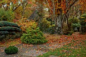 YORK GATE GARDEN, YORKSHIRE: AUTUMN, FALL, TREES, LEAVES, FOLIAGE, CLIPPED, TOPIARY, TRAINED CYPRESS, LAWN, GAZEBO