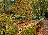YORK GATE GARDEN, YORKSHIRE: AUTUMN, FALL, TREES, LEAVES, FOLIAGE, CLIPPED, TOPIARY, TRAINED CYPRESS, RAISED WATER FEATURE, RILL, CANAL GARDEN