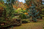 YORK GATE GARDEN, YORKSHIRE: AUTUMN, FALL, THE PINETUM, CONIFERS, LEAVES, TREES, SHRUBS, CLIPPED, TOPIARY CEDAR