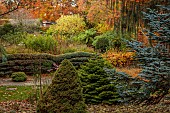 YORK GATE GARDEN, YORKSHIRE: AUTUMN, FALL, THE PINETUM, CONIFERS, LEAVES, TREES, SHRUBS, CLIPPED, TOPIARY CEDAR