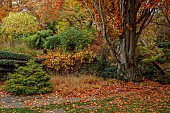 YORK GATE GARDEN, YORKSHIRE: AUTUMN, FALL, CONIFERS, LEAVES, TREES, SHRUBS, CLIPPED, TOPIARY CEDAR