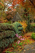 YORK GATE GARDEN, YORKSHIRE: AUTUMN, FALL, LEAVES, TREES, WALL, CLIPPED TOPIARY, ESPALIERED CEDAR, GAZEBO, GARDEN BUILDING, NERINE BOWDENII