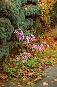 YORK GATE GARDEN, YORKSHIRE: AUTUMN, FALL, LEAVES, WALL, CLIPPED TOPIARY, ESPALIERED CEDAR, PINK FLOWERS, BLOOMS OF NERINE BOWDENII